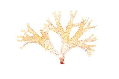 Dekoratif benekli deniz yosunu beyaz yosunlarda ya da su bitkilerinde izole edilmiş. Kozmetik malzeme ve ilaç.