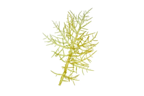 Detailní Záběr Větev Zelených Řas Izolovaný Bílé Chlorofyta Mořské Řasy — Stock fotografie