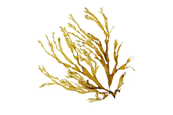 Brown Dictyota Seaweed Branch Isolated White Brown Algae — Stock Photo, Image