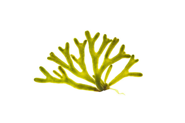 Codium tomentosum or velvet horn green seaweed isolated on white. Green alga branch