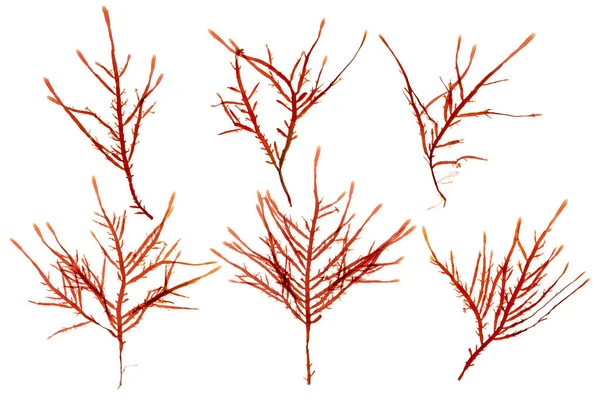Red Seaweed Rhodophyta Branches Set Isolated White Red Algae — Stock Photo, Image