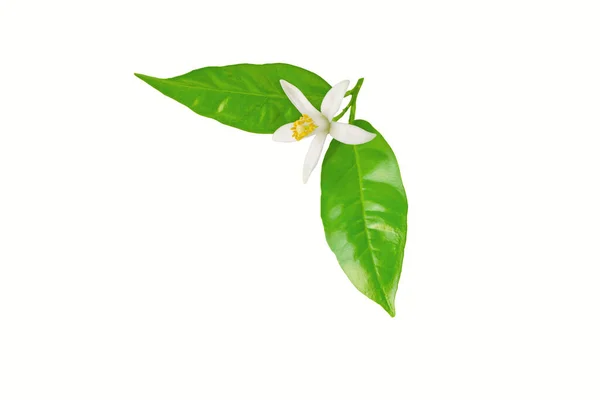 Pomerančový Květ Bílá Květina Zelené Listy Neroli Voňavý Květ Izolované — Stock fotografie