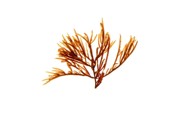 Brown Algae Branch Isolated White Brown Seaweed — Stock Photo, Image
