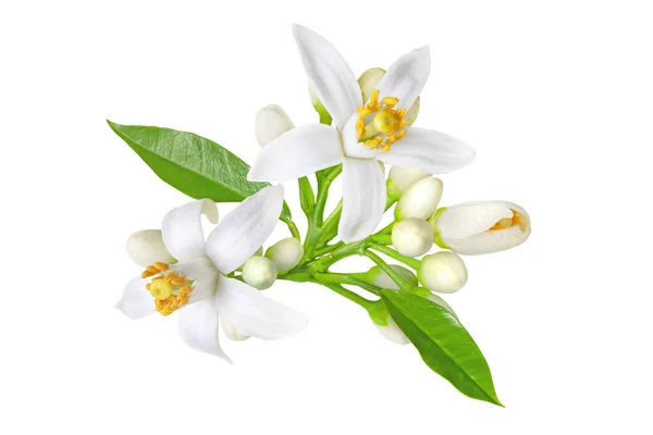Neroli çiçeği. Citrus çiçeği. Portakal ağacı beyaz çiçekleri, tomurcuklar ve yapraklar beyaz üzerine izole edilmiş..