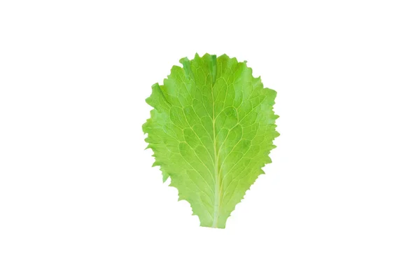 Green Lettuce Salad Leaf Isolated White Lactuca Sativa Fresh Leaf — Stock Photo, Image