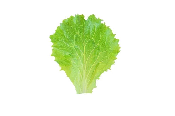 Salada Alface Folha Verde Isolada Branco Lactuca Sativa Folha Vegetal — Fotografia de Stock