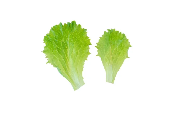Duas Folhas Salada Alface Isoladas Branco Lactuca Sativa Folha Vegetal — Fotografia de Stock