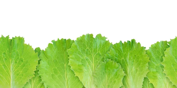 Lettuce Salad Green Leaves Seamless Horizontal Border Pattern Isolated White — Stock Photo, Image