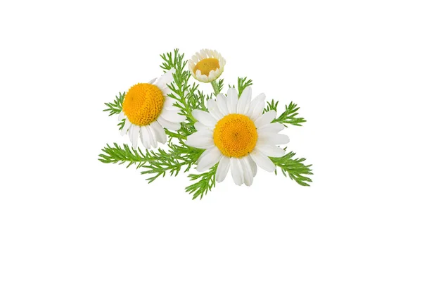 Fleurs Bourgeons Feuilles Camomille Isolés Sur Blanc Marguerite Blanche Fleur — Photo