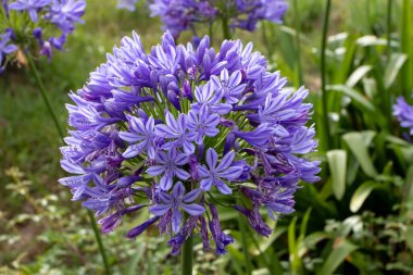 Agapanthus praecox veya genel agapanthus umbel inflorescence. Mavi zambak, Afrika zambağı ya da Nil çiçekleri zambağı.