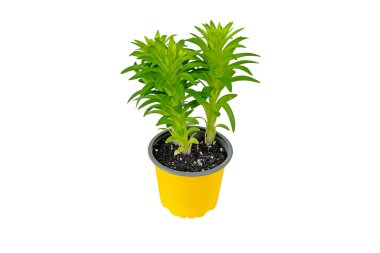 Lilium ya da nilüfer çiçeği tencerede beyaza izole edilmiş. Konteynırda Asya melezi.