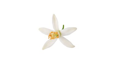 Portakal ağacı çiçeği. Beyaz taç yaprakları ve sarı keklikler. Neroli güzel kokulu çiçek beyazda izole..