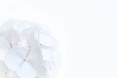 Beyaz ortanca makrofilla çiçekli baş çiçekli arka plan ve fotokopi alanı. Hortensiya çiçek açan bitki tebrik kartı.