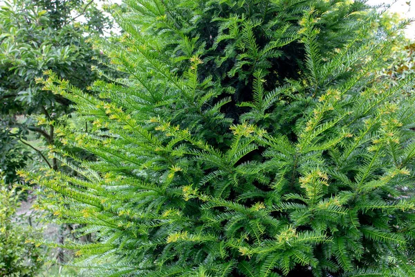 フラット 暗緑色の葉を持つタクシーバカラまたは一般的ないくつかの常緑針葉樹 科分類 — ストック写真