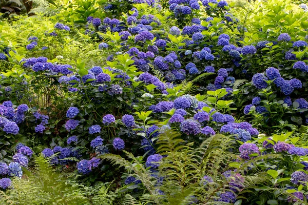 Dark blue hydrangea macrophylla flowering plants in the shady park. Hortensia flowers.