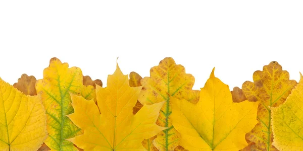 Outono Amarelo Folhas Coloridas Sem Costura Padrão Borda Horizontal Isolado — Fotografia de Stock