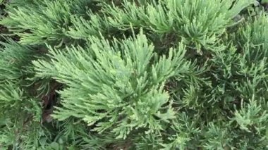 Sequoiadendron giganteum, dev sekoya ya da dev sekoya ağacı ya da Sierra kızılağaç kozalaklı ağaç yaprakları yakın çekim.