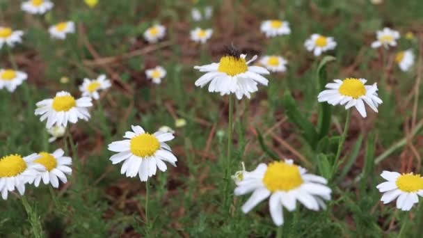 Daisy Białe Kwiaty Kołyszą Się Wietrze Letniej Łące Latać Kwiat — Wideo stockowe