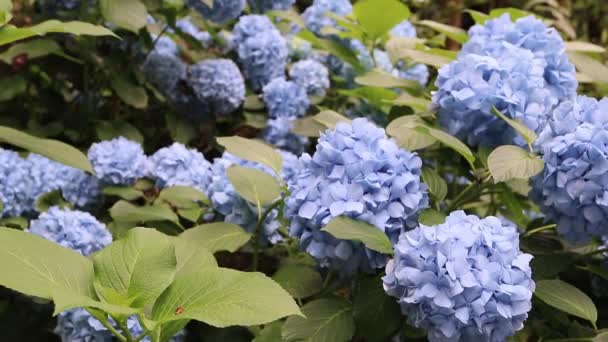 Schattigen Park Blüht Die Hellblaue Hortensie Macrophylla Hortensienblüten — Stockvideo