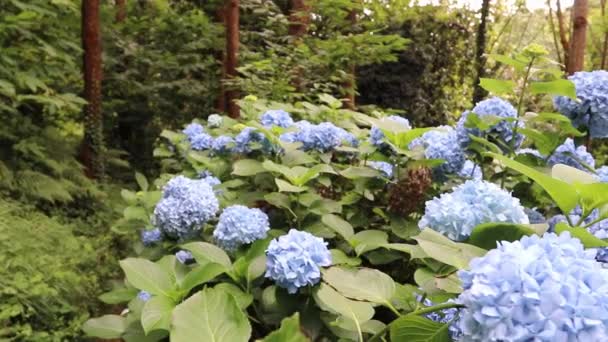 Vista Panorámica Del Bosque Verde Con Flores Hortensia Azul Claro — Vídeos de Stock
