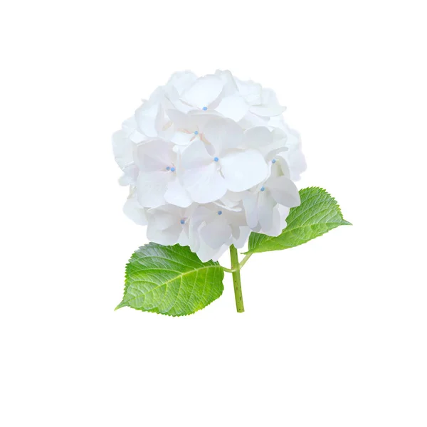 Bunga Hidrangea Putih Terisolasi Pada Warna Putih Tanaman Berbunga Hortensia — Stok Foto