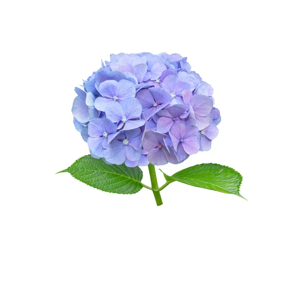 Celestial Blue Flower Closeup Terisolasi Pada Warna Putih Tanaman Berbunga — Stok Foto
