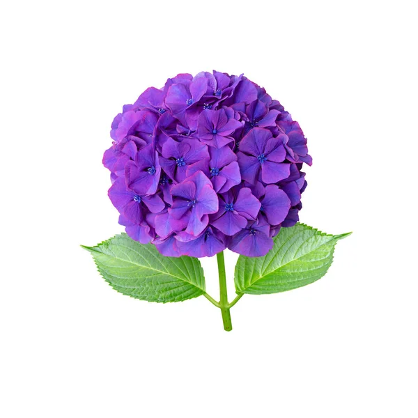 stock image Purple hydrangea flower closeup isolated on white. Hortensia flowering plant.