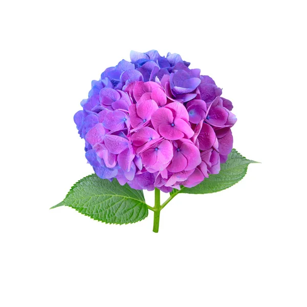 stock image Hydrangea flower head split down in color isolated on white. Half blue and half pink inflorescence. Bicolor hortensia flowering plant.