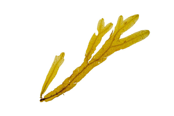 Dictyopteris polypodioides or Dictyopteris membranacea seaweed isolated on white. Netted wing weed brown alga