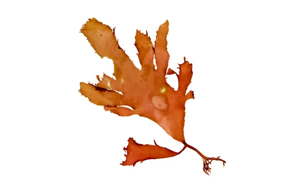 Polyneura Laciniata Nebo Erythroglossum Laciniatum Red Alga Izolované Bílo Plochá — Stock fotografie
