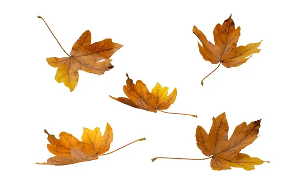 Hnědé Suché Javorové Listí Izolované Bílo Podzimní Sezóna Létání Listí — Stock fotografie