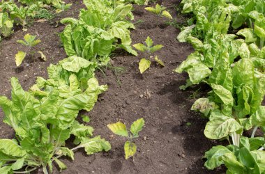 Arkadaş bitkiler sebze yatağında. Chard ve patlıcan. Organik bahçe. Haşere kontrolü..