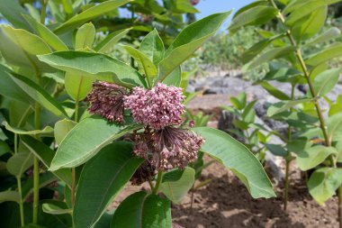 Asclepias syriaca or common milkweed plant branches with pink flowers and leaves.  clipart
