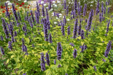 Agastache foeniculum or giant hyssop flowering plant with spikes of dark blue flowers. clipart