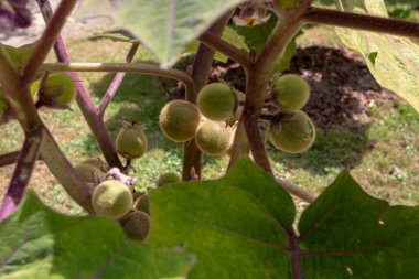 Solanum quitoense ya da naranjilla bitkisi olgunlaşmamış meyveler yakın plan