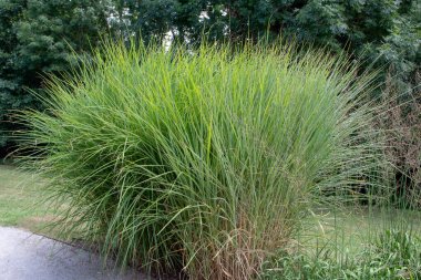 Molinia caerulea ssp. caerulea variegata ornamental grass. Tall moor grass plants. clipart