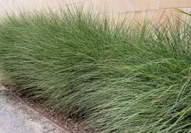 Miscanthus sinensis süs otu. Çin gümüşi çimen bitkileri, gümüşi yeşil, ince kavisli yapraklar..