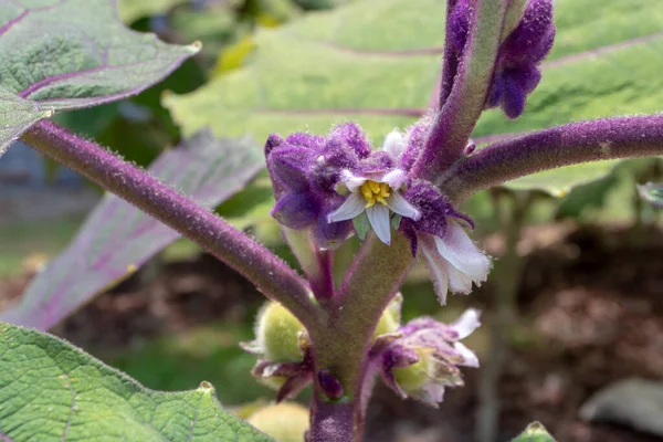 Solanum Quitoense Tai Naranjilla Kasvi Valkoisia Kukkia Violetti Karvainen Silmut — kuvapankkivalokuva