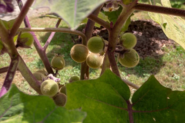 Solanum Quitoense Tai Naranjilla Kasvi Raakoja Hedelmiä Lähikuva — kuvapankkivalokuva