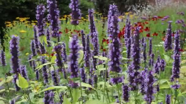 Agastache Foeniculum Dev Çiçeği Çiçekli Çimenlikte Rüzgarda Sallanan Koyu Mavi — Stok video