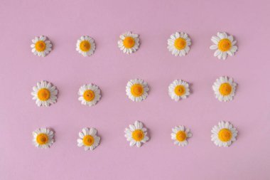 Beyaz papatya ya da soluk pembe kağıtta papatya çiçeği. Kare ekimi deseni