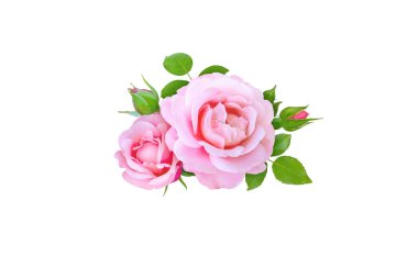 Pembe gül çiçekleri, tomurcuklar ve yapraklar beyaz üzerine izole edilmiş.