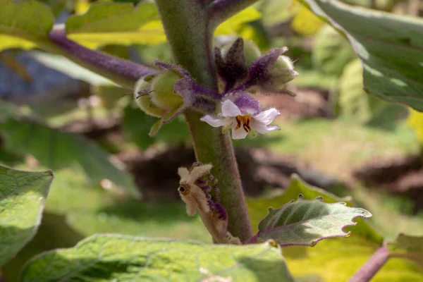 Solanum Quitoense Naranjilla Plant White Flower Closeup — Stock Photo, Image