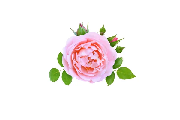Rosa Rosa Flor Botões Folhas Isoladas Branco — Fotografia de Stock