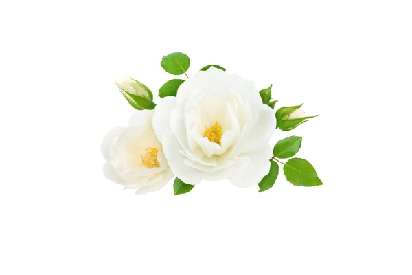 Цветки Бутоны Листья Белых Роз Изолированы Белом — стоковое фото