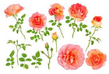 Somon pembe çiçekler, tomurcuklar, yapraklar ve dallar beyaza saçılmış.