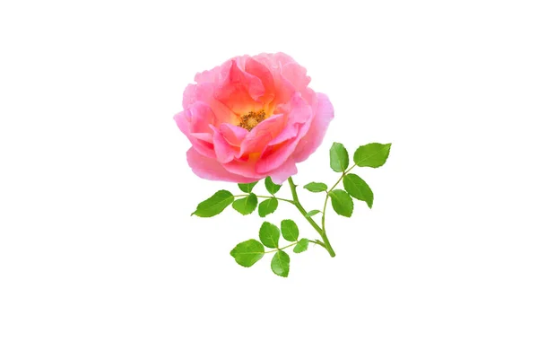 Orange Rose Blume Und Blätter Zweig Isoliert Auf Weiß — Stockfoto
