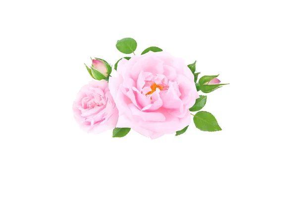 Pale Pink Rose Flowers Buds Leaves Bunch Isolated White — Stock Photo, Image