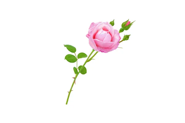 Pink Rose Flower Buds Leaves Branch Isolated White — Stock Photo, Image