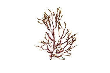 Mercan algılı Cladostephus spongiosus Jania rubens yaprakların altında epifit olarak yetişiyor.